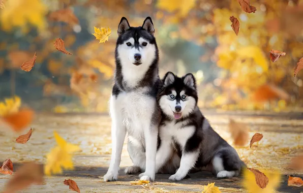 Picture autumn, dogs, leaves, Husky, Svetlana, Pomski