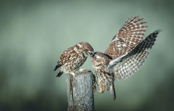 Birds, pose, owl, two, stump, wings, pair, owls