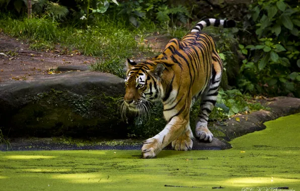 Picture tiger, interest, pond, predator