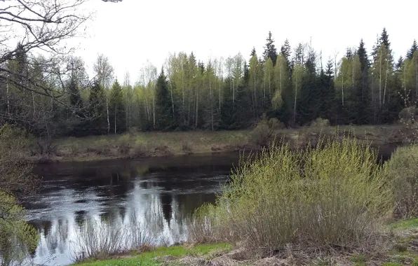 Forest, nature, reflection, river, for, morning, may, the first green