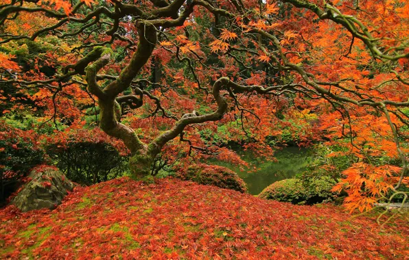 Picture autumn, grass, leaves, trees, pond, Park, Japan