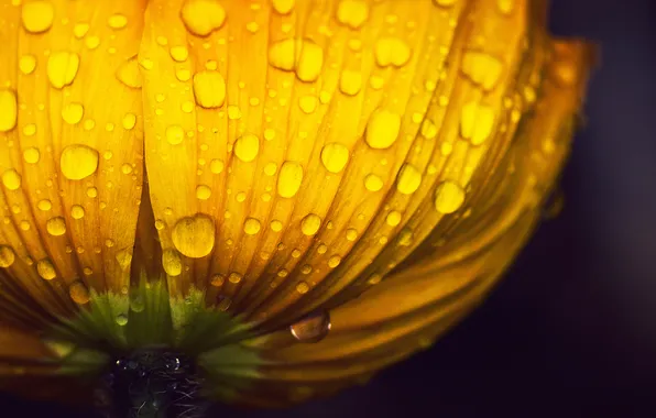 Water, drops, macro, flowers, yellow, Rosa, background, widescreen
