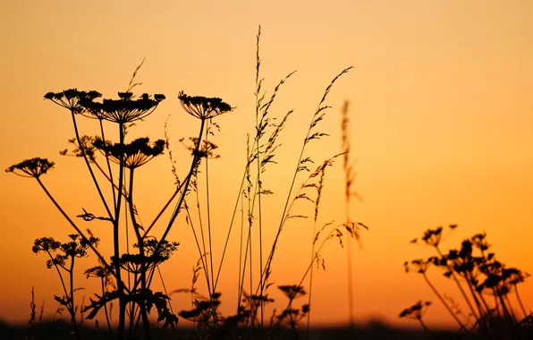 Picture flower, the sky, sunset, plant, silhouette