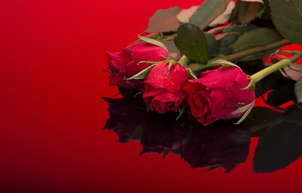 Leaves, drops, reflection, background, stems, roses, red, wet