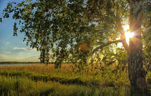 Field, the sun, light, birch