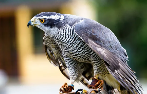 Picture Goshawk, Goshawk, view of birds of prey