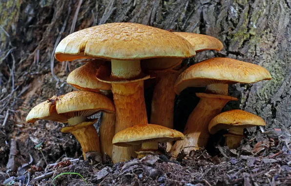 Picture mushrooms, family, gymnopis prominent