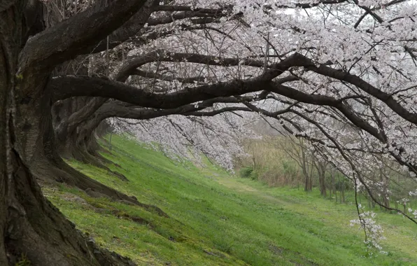 Spring, Japan, Sakura, Japan, Cherry Blossoms, sakura, spring, cherry blossoms