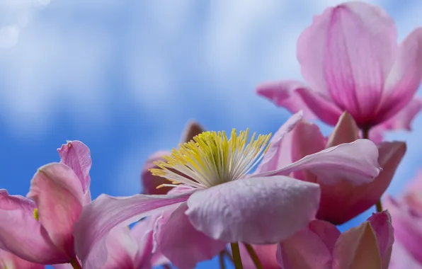 Macro, background, petals, Clematis, Clematis