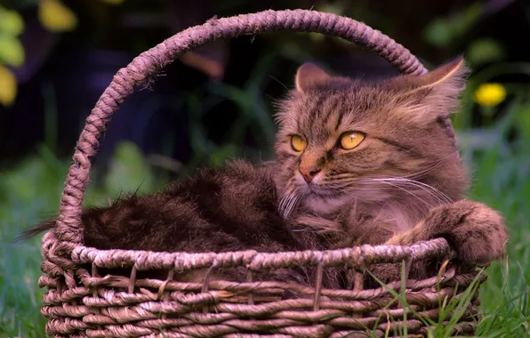 Cat, cat, look, pose, grey, face, basket, yellow eyes