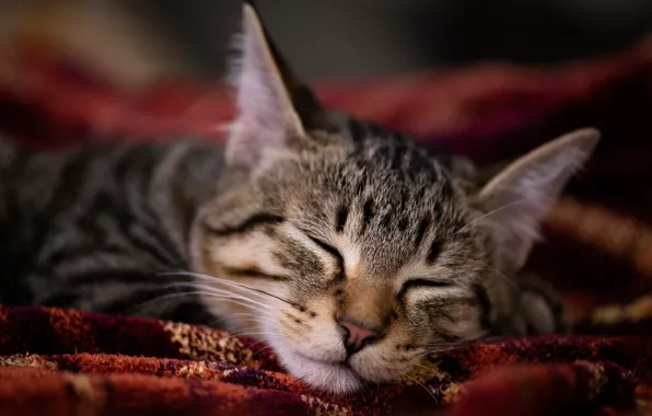 Cat, cat, face, sleep, portrait, sleeping