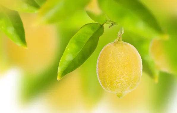 Picture leaves, lemon, bokeh