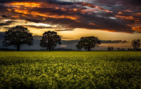 Field, night, rape