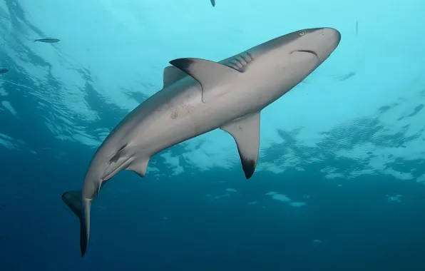 Water, the ocean, shark