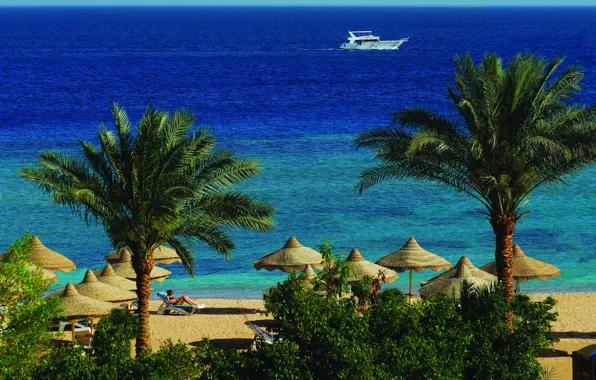 Picture beach, palm trees, the ocean