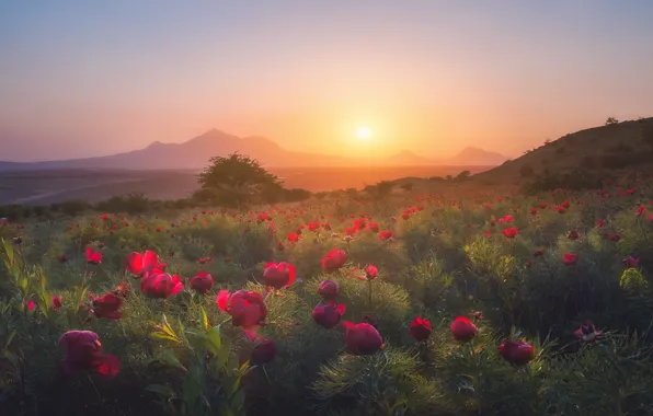 Picture landscape, flowers, mountains, nature, dawn, morning, peonies, Pyatigorsk