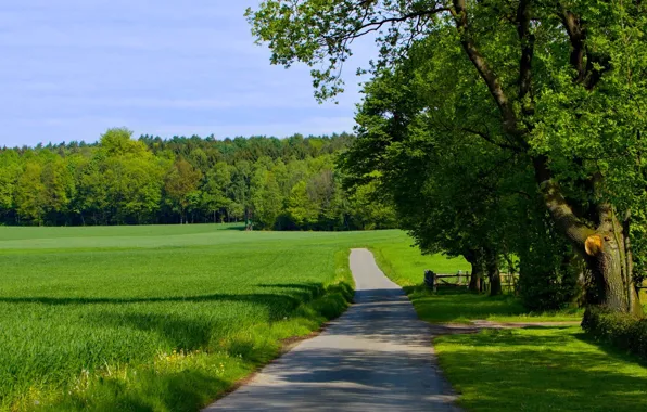 Picture road, nature, beauty