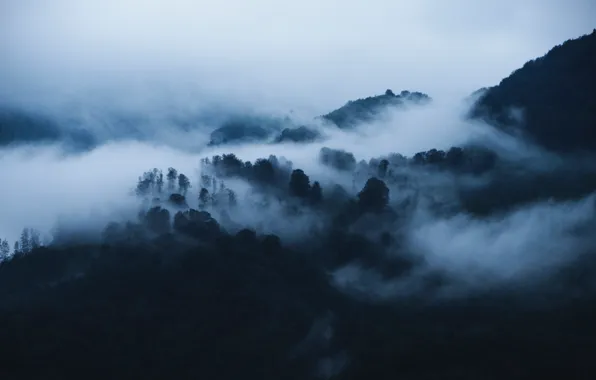 Picture forest, trees, mountains, nature, fog