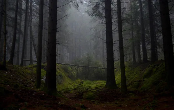 Picture forest, trees, nature, fog, moss