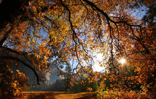 Autumn, leaves, the sun, branches, tree, Nature