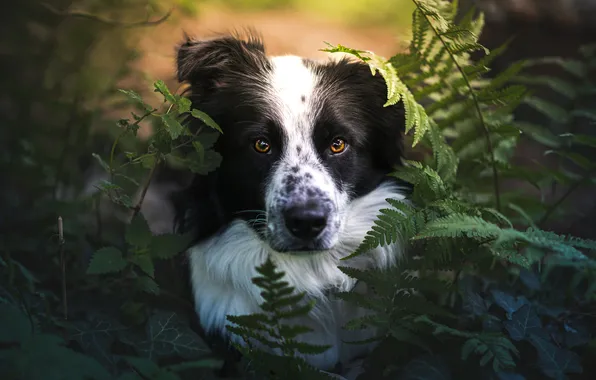 Look, nature, pose, dog, face