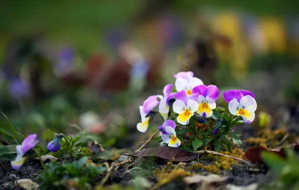 Flowers, glade, spring, Pansy, bokeh, blurred background, Bush, viola