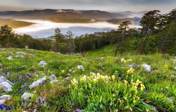 Picture mountains, fog, morning