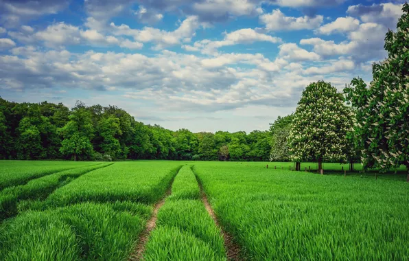Greens, field, the sky, grass, clouds, nature, green, Park