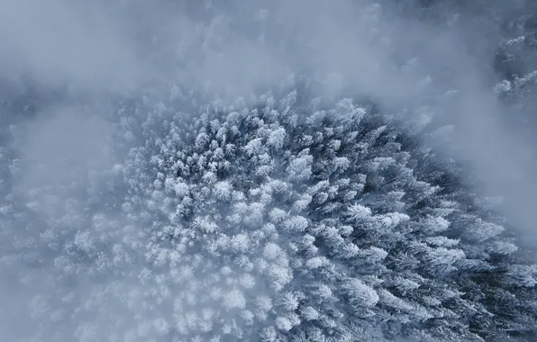 Winter, forest, snow, the view from the top, trees.fog