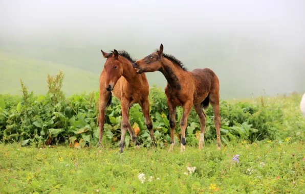 Nature, background, horses
