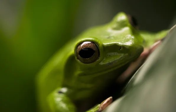 Macro, green, frog
