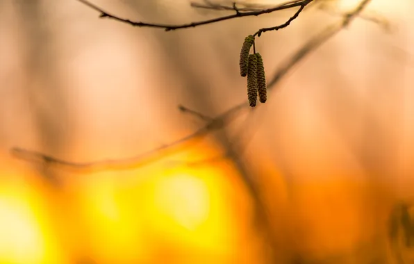 Branches, nature, background