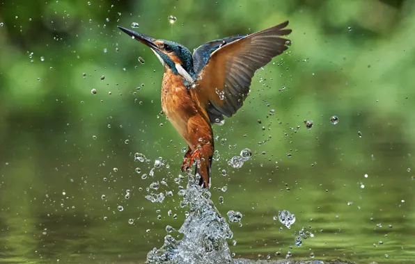 Water, squirt, nature, bird, Kingfisher, Kalin Botev