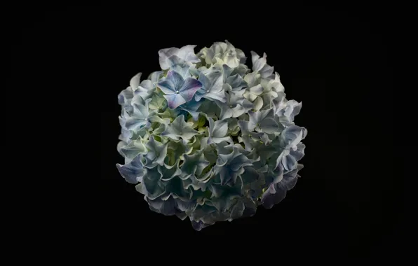 Background, petals, hydrangea, inflorescence