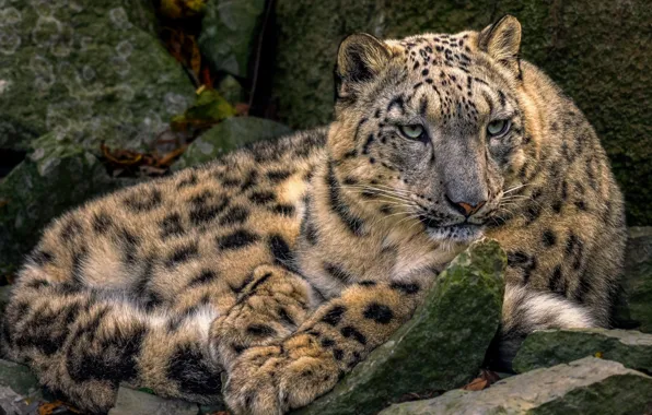 Picture IRBIS, snow leopard, handsome