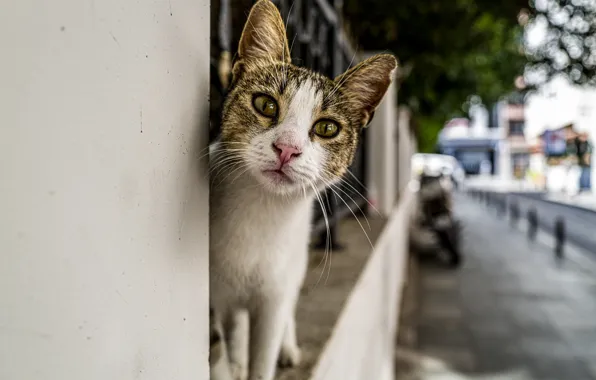 Cat, the city, street, looks, Kota