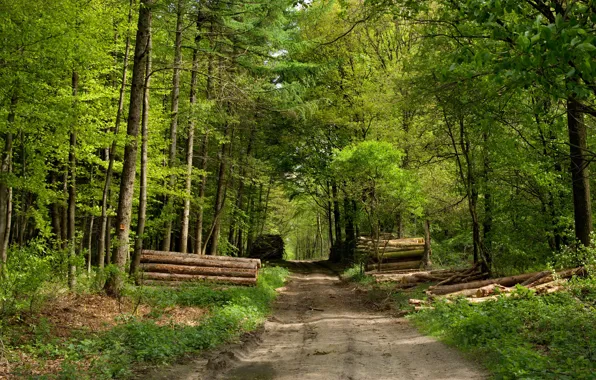 Picture road, Forest, logs