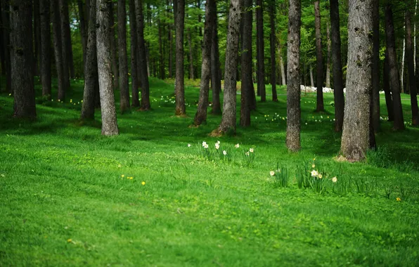 Picture forest, trees, flowers, dandelion, trunks, glade, daffodils
