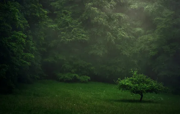 Greens, forest, summer, rain, lawn, tree