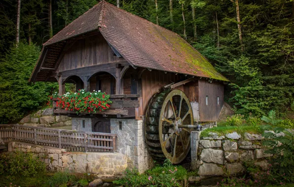 Picture forest, flowers, a water mill