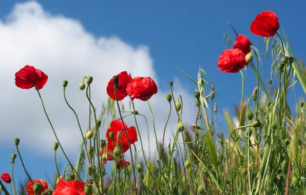 The sky, grass, clouds, flowers, red, Mac, Maki, blue background