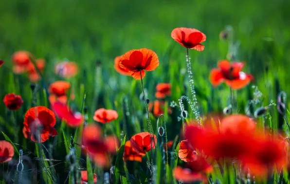 Greens, summer, Maki, red, poppy field
