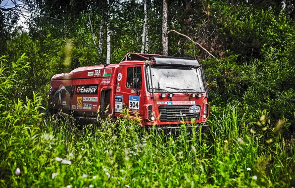 Nature, Grass, Trees, Forest, Sport, Race, Dirt, Russia