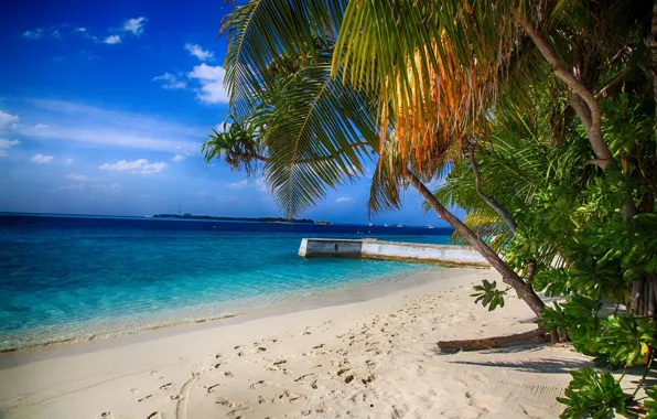Sea, beach, water, nature, palm trees, beauty