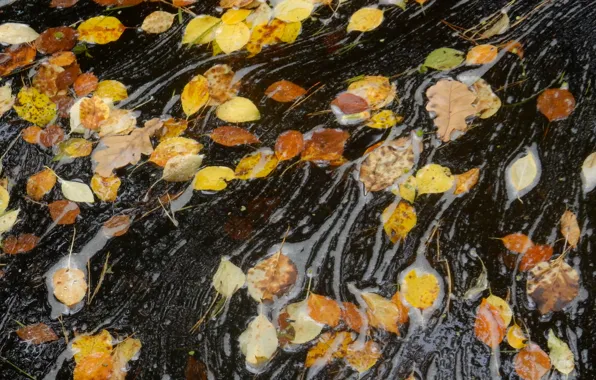 Autumn, leaves, nature, sheet, stream, widescreen, Wallpaper, stream
