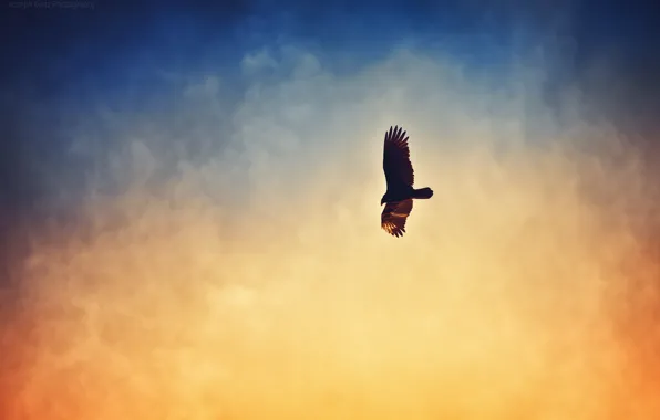 The sky, bird, haze