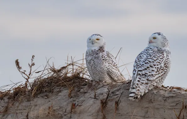 Sand, birds, two, slide, pair, straw, owls, snowy owl