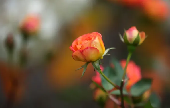 Background, roses, buds, bokeh