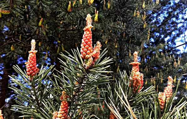 Plant, May 2025, Common pine