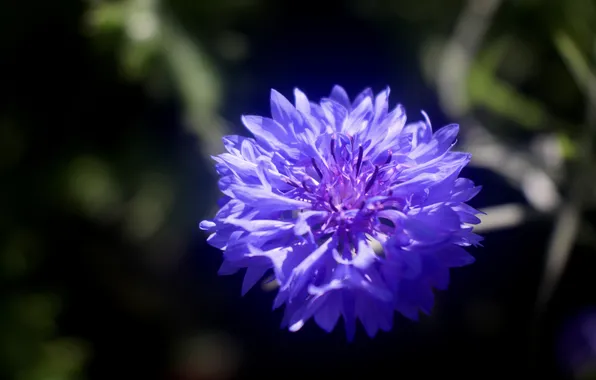 Flower, the dark background, cornflower